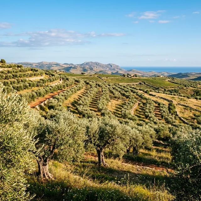 Barbera olive oil grove in Sicily with ancient olive trees on Mediterranean hillside